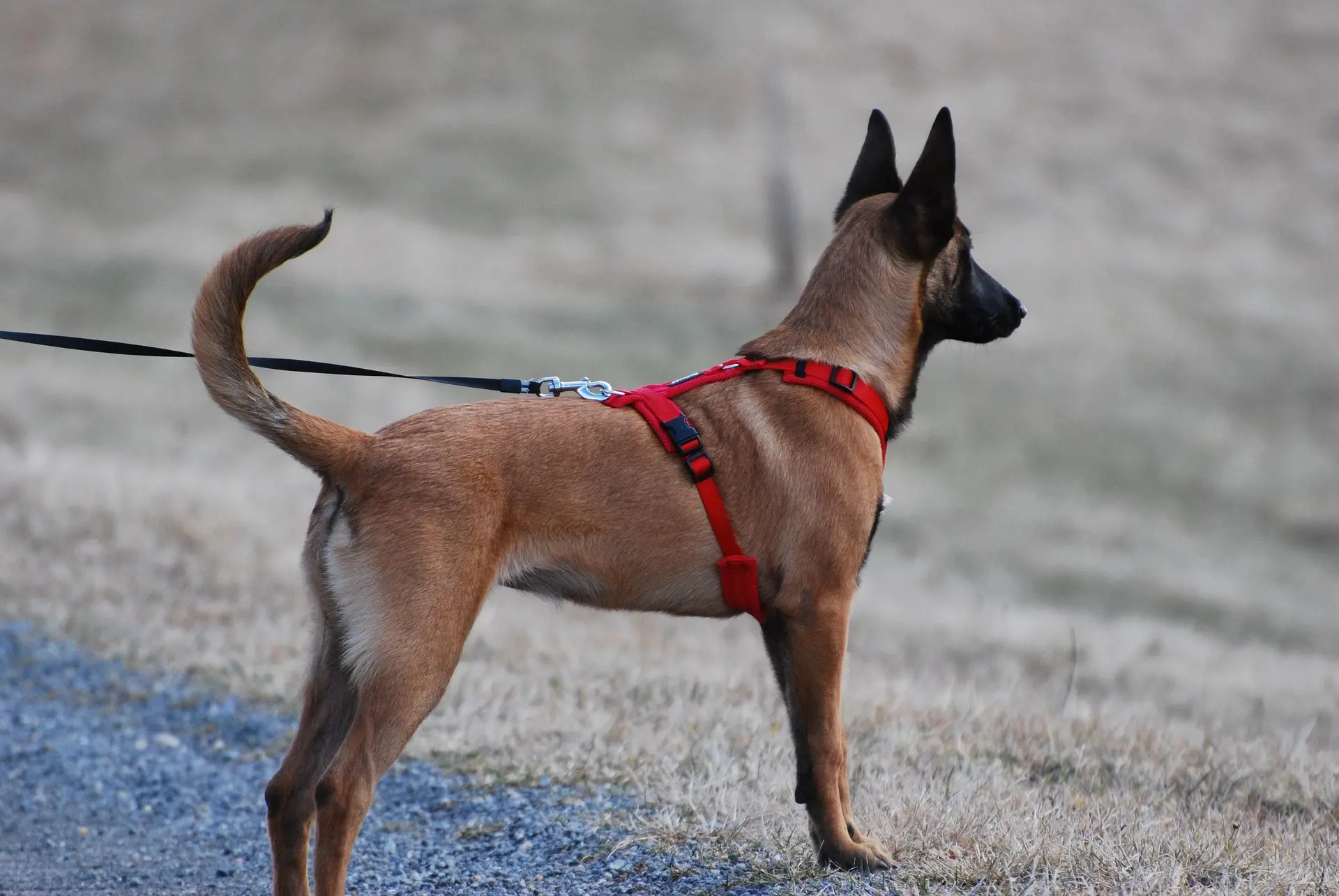 long lead for dogs